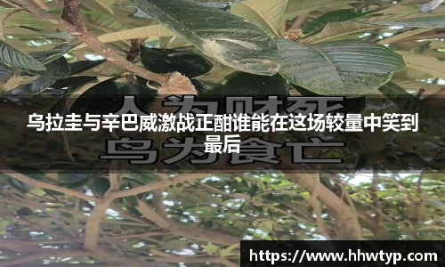 中欧体育